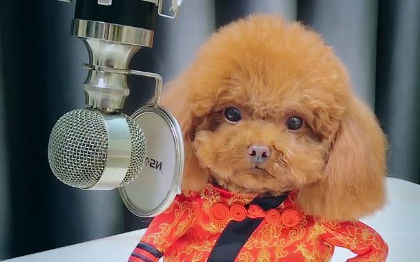 超级搞笑萌宠,宠物搞笑唱歌配音,燃烧我的卡路里.哈哈哈