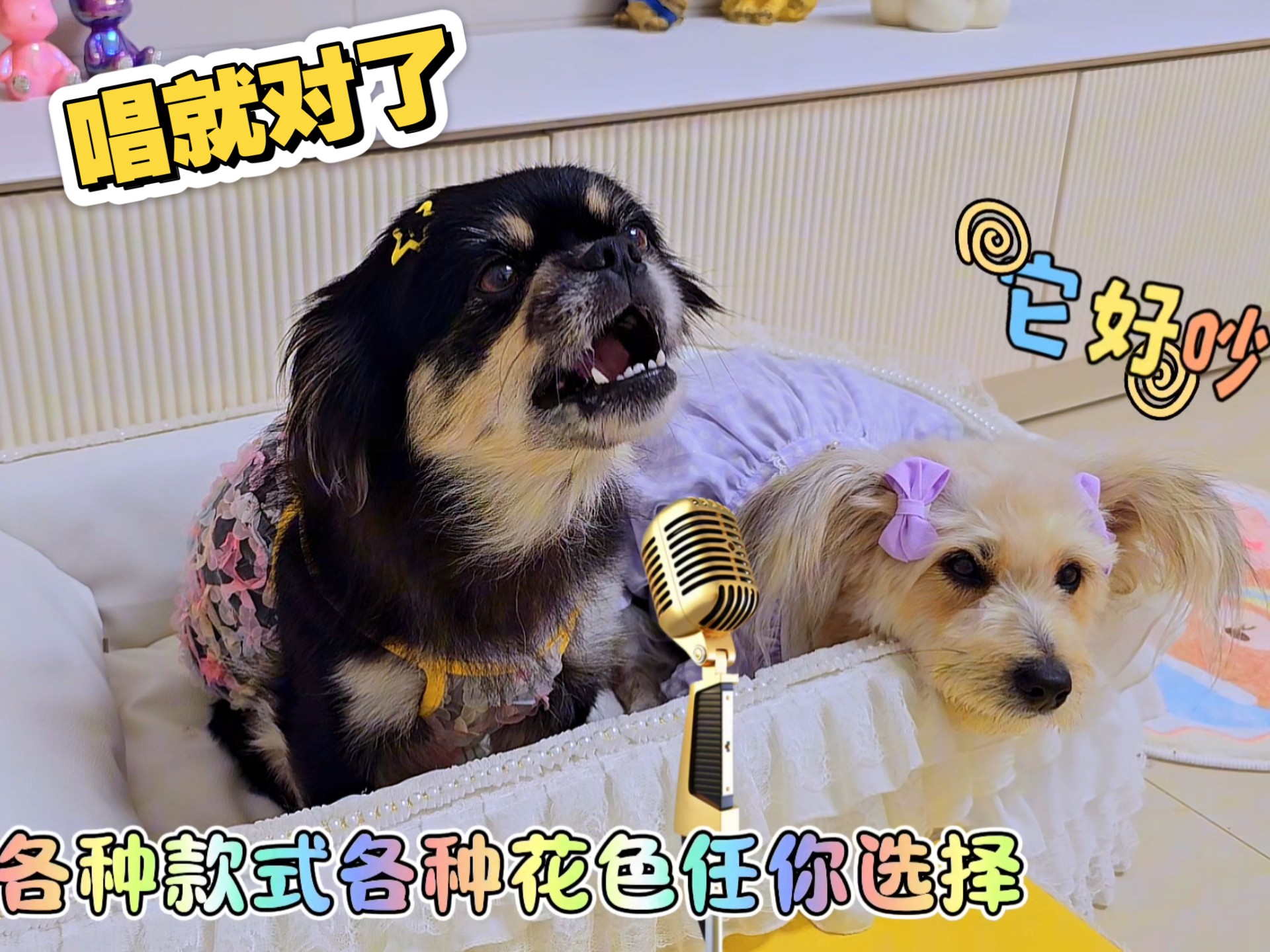 狗狗猫咪爱唱歌，巧克力是来搞笑的