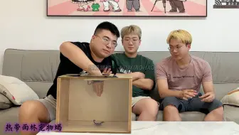 哈哈哈哈哈摸箱猜物