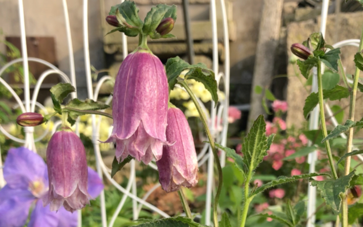 開花紀錄|小飛燕 小金槌花 重瓣風鈴草