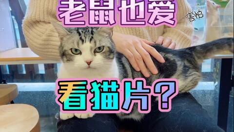 自制 极度亢奋 花枝鼠看到我在撸猫直接疯了 哔哩哔哩 Bilibili 自制 极度亢奋 花枝鼠看到我在撸猫直接疯了 哔哩哔哩 Bilibili