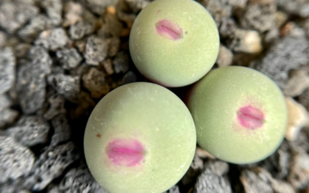 【番杏科多肉】小红嘴