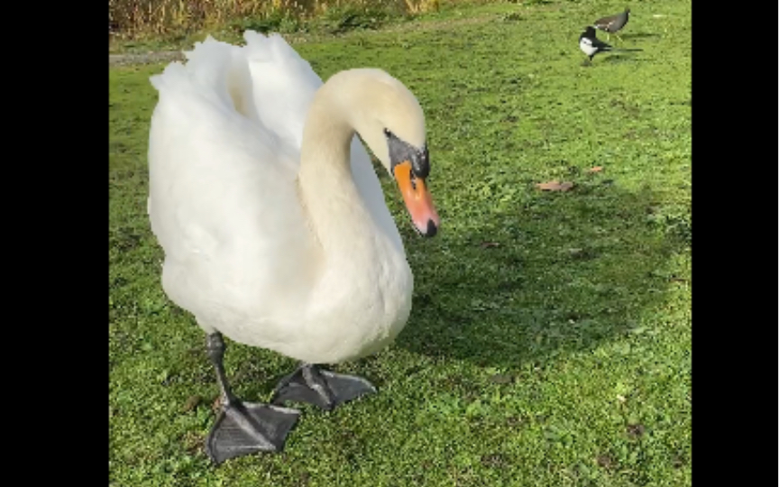 吃饭很优雅的天鹅
