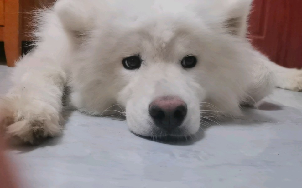 小眼睛咕溜咕溜的转不知道想什么的萨摩耶狗狗