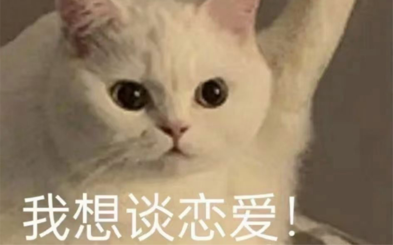 搞笑猫咪视频集锦合集一哔哩哔哩bilibili