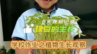 Download Video: 绿豆的8天生长过程观察记录，小学生的日常作业，家长们的“快乐”时光！