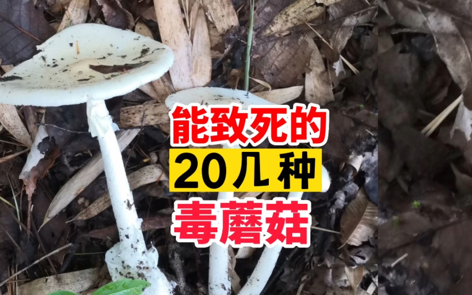 中国能毒死人的20几种毒蘑菇..这20几种,少量(1——两三只)就可以毒死人哔哩哔哩bilibili