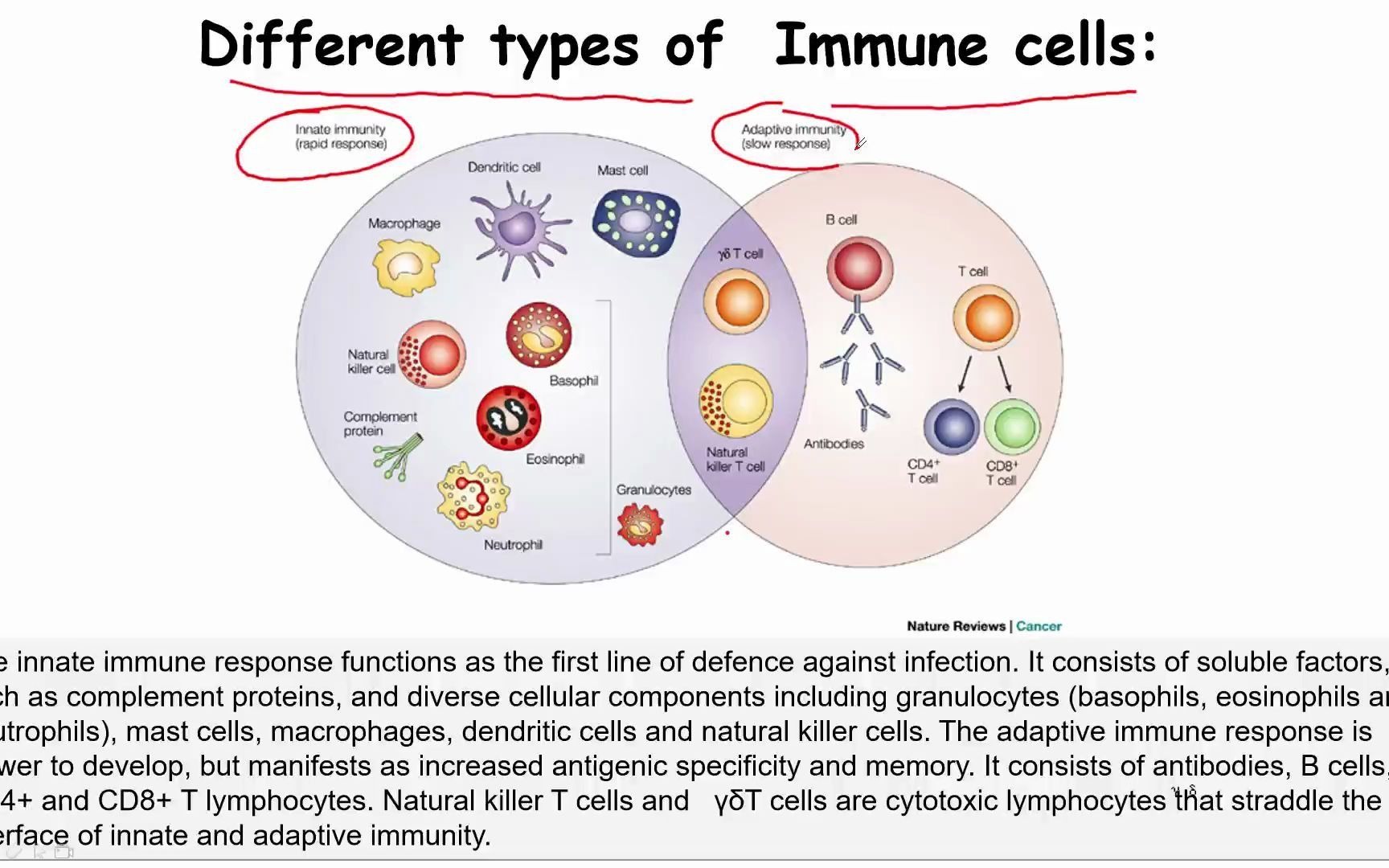 anti-bacterial immunity 2-2 innate immunity_哔哩哔哩_bilibili