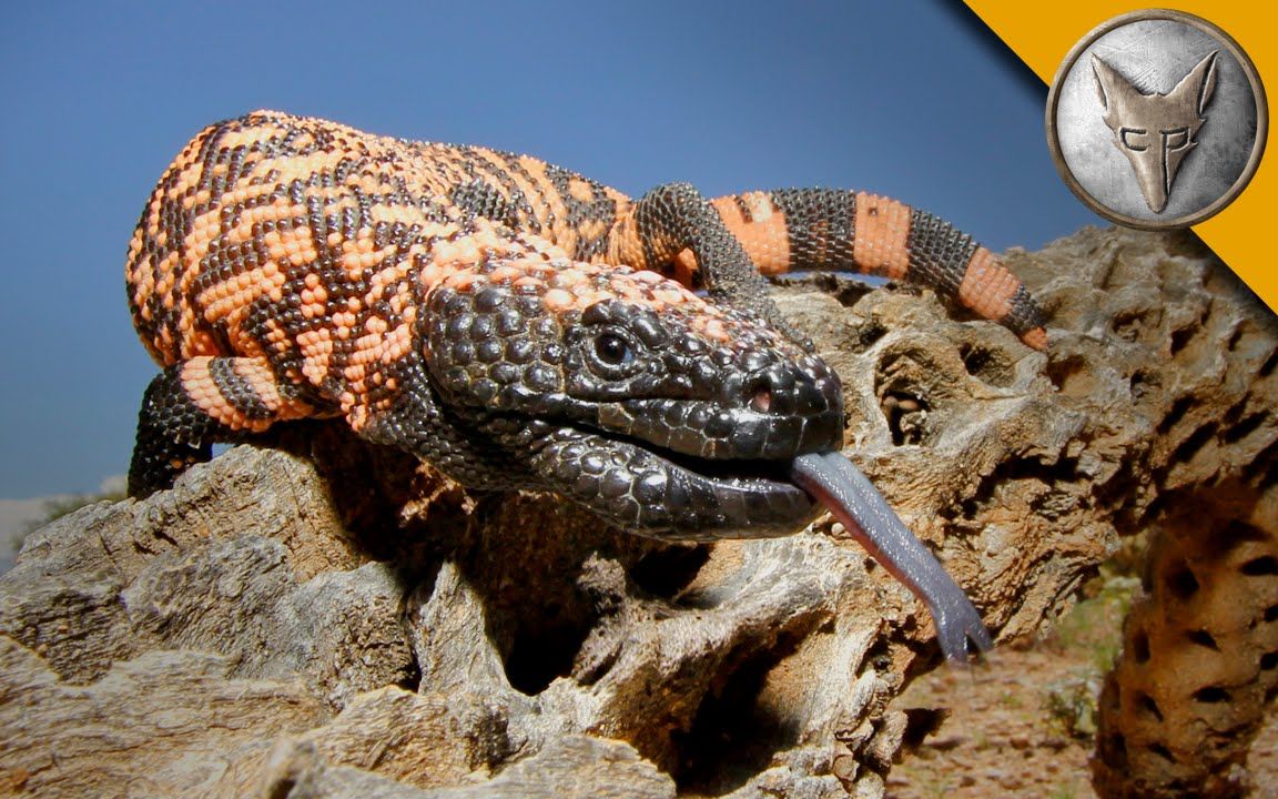 【京酱肉丝字幕组】【野性勇者】遭遇!巨型毒蜥