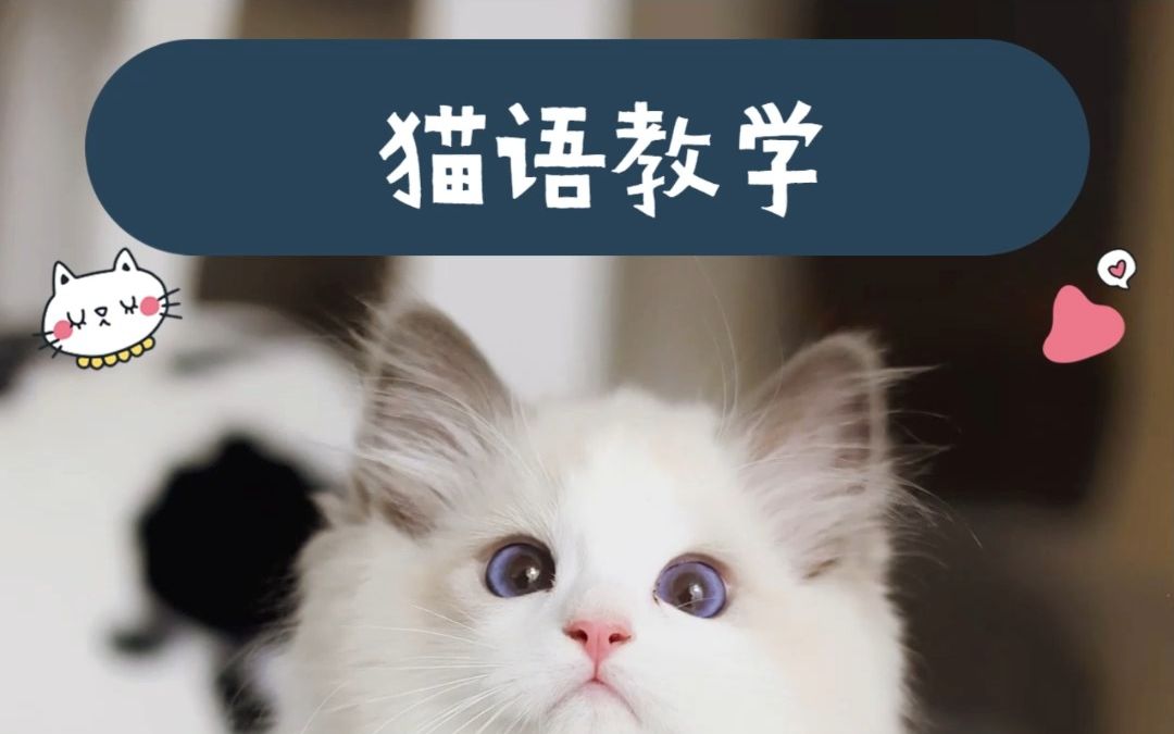 一起来学猫语!不然你家猫咪想找你抱抱都不知道!哔哩哔哩bilibili