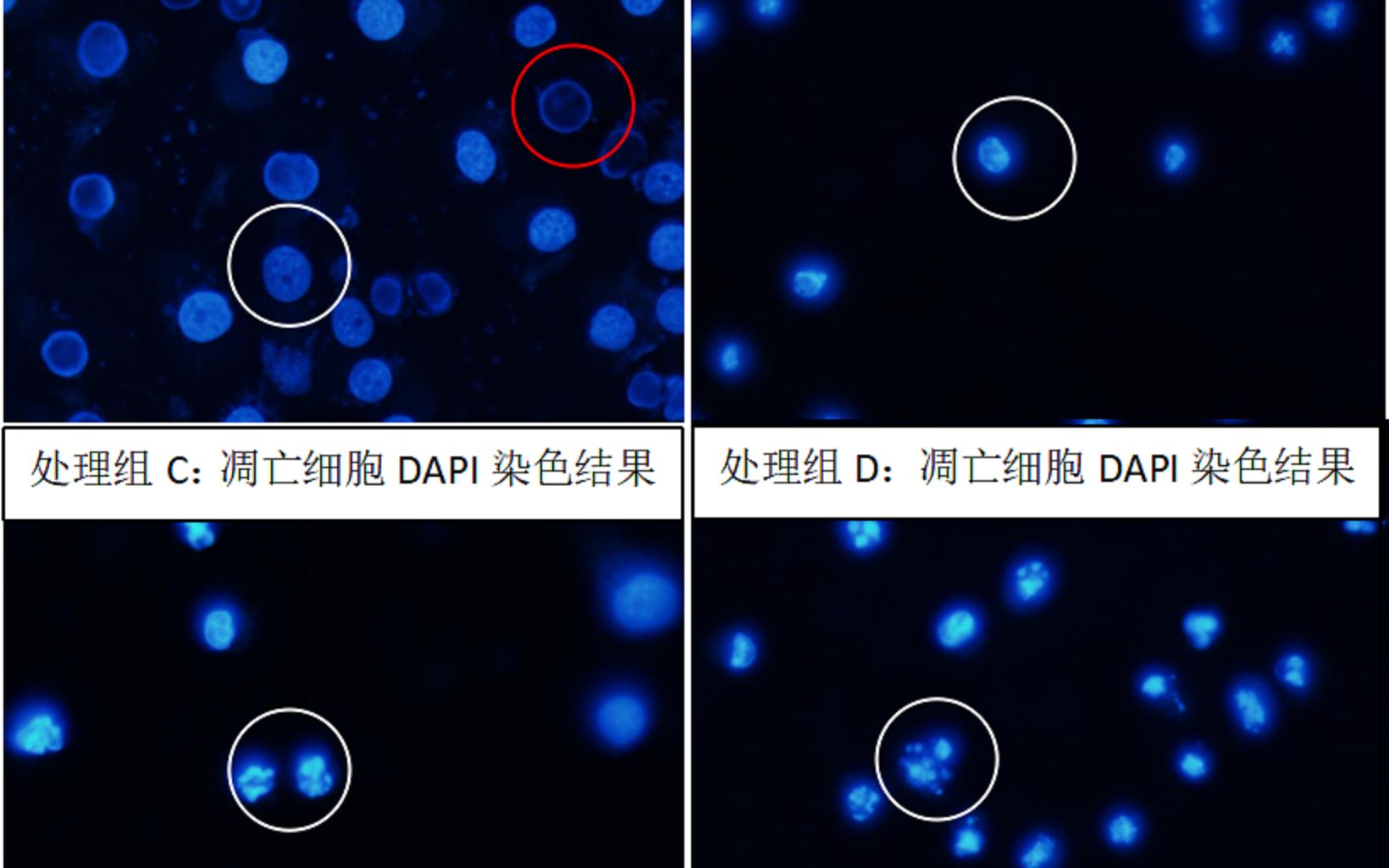 细胞生物学免疫荧光观察有丝分裂哔哩哔哩bilibili