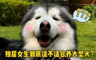 超大型犬 哔哩哔哩 Bilibili