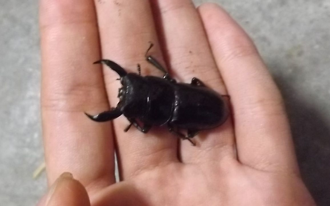 【日常】拍一只西南扁以及母虫鉴定