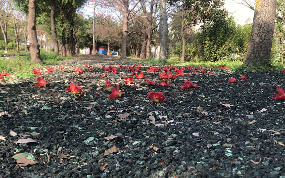 [图]广州的英雄花，三月中盛开的木棉花！！！