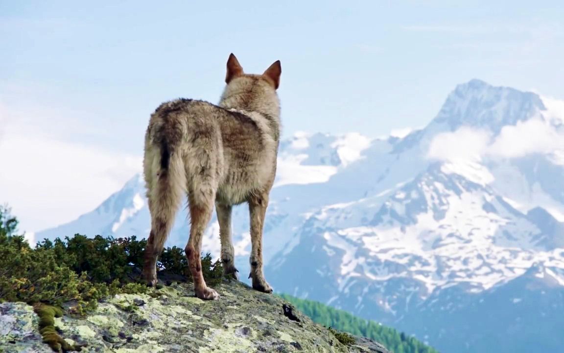 【纪录片】《雪狼传说》【英语中字】【全一集】