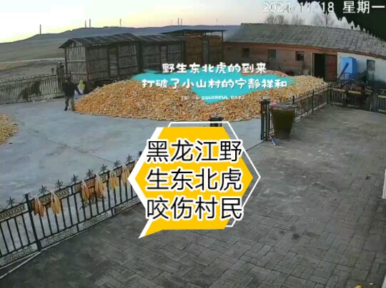 黑龙江七台河市野生东北虎进村袭击村民哔哩哔哩bilibili