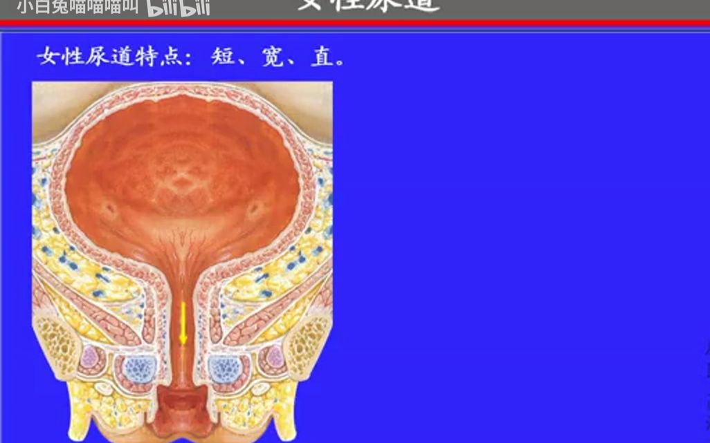 66.尿道——系统解剖学、局部解剖学——这一套就够了哔哩哔哩bilibili