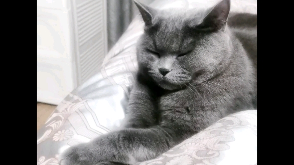 当你骚扰准备睡觉的蓝猫