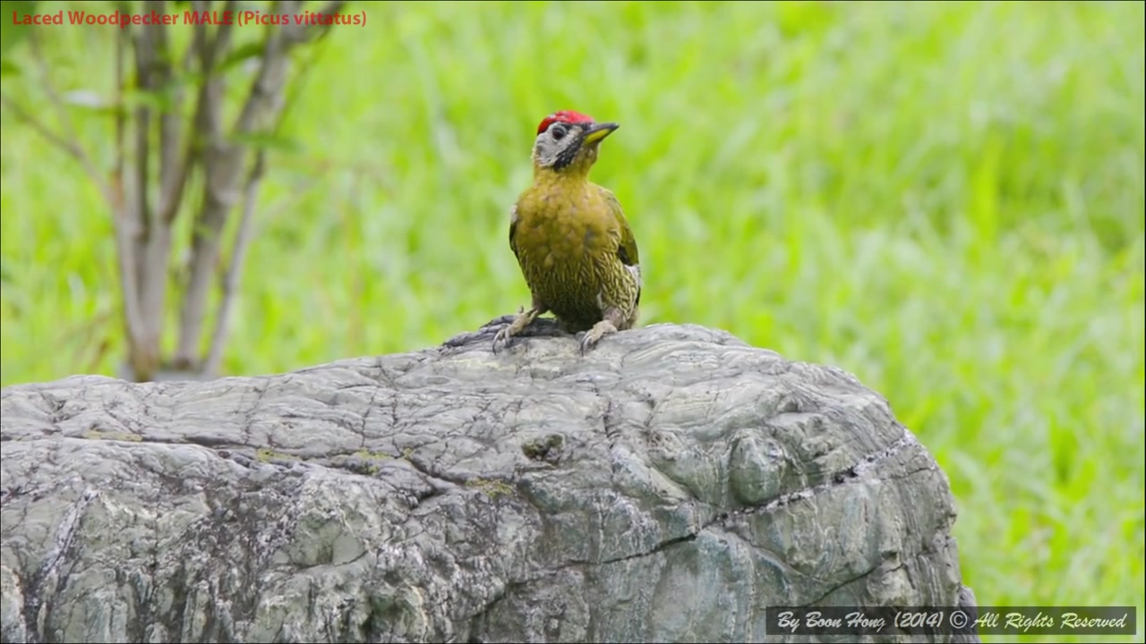 [图]【中国啄木鸟大全】26 花腹啄木鸟（Picus vittatus）