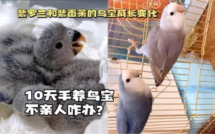 Tải video: 10天掏窝鸟宝咋不亲人呢？紫罗兰和紫面薰的鸟宝成长变化