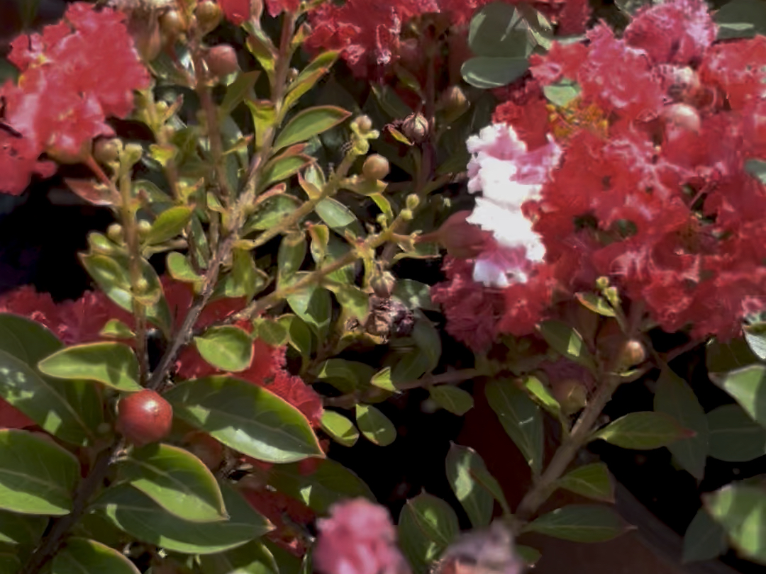 红花矮紫薇,非常适合阳台栽种,植株不高,目前株高20厘米左右,花苞满满