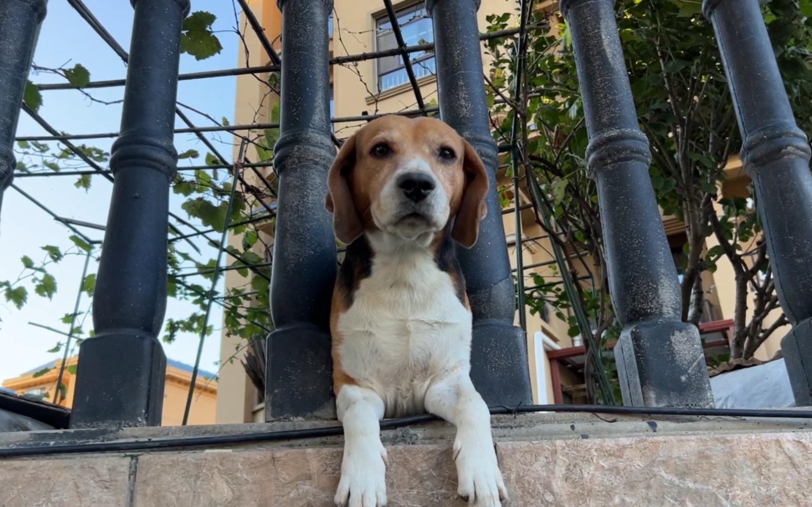 比格图图:我们进行了一场和平友好的谈判