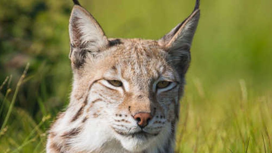 猞猁:猫亚科战力的天花板