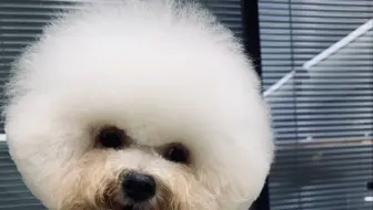 贵宾犬用实力证明 美容不是一件简单的事 宠物美容 小霸霸tvs 哔哩哔哩 Bilibili