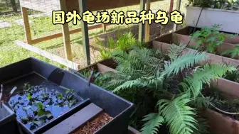 Скачать видео: 国外龟场新品种乌龟