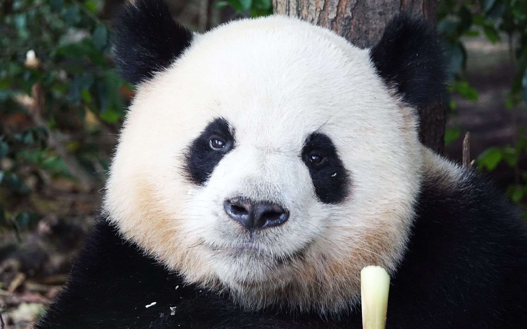 【大熊猫】最帅大熊猫top10,总有一熊你钟情