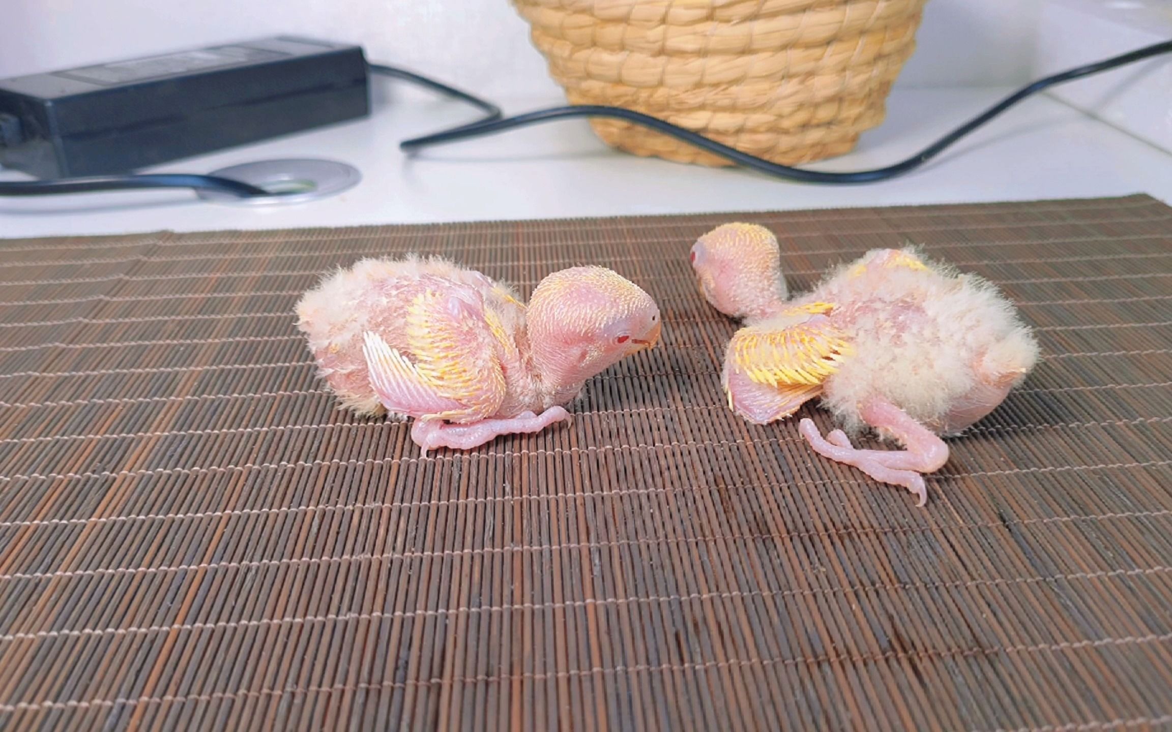 买了两只黄桃鹦鹉手养,牡丹鹦鹉就是好看,城市养鸟首选啊