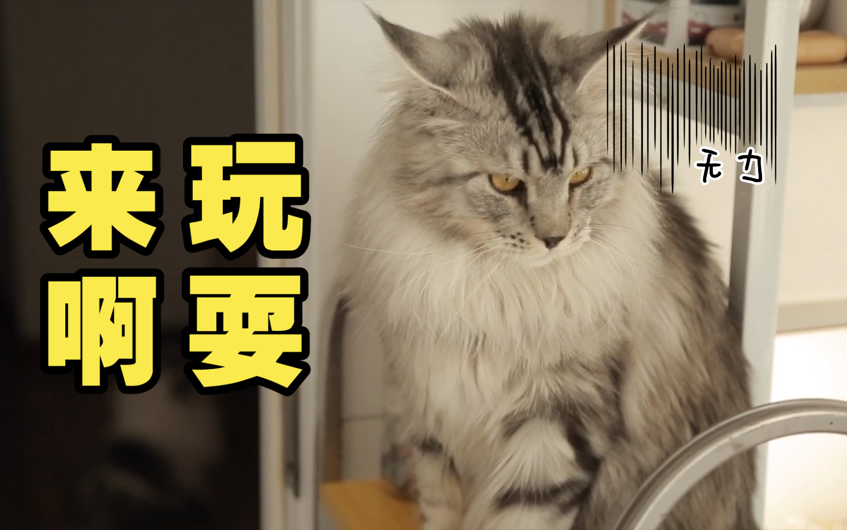 活动  缅因猫leon又是自high的一天,momo终于不那么生气了