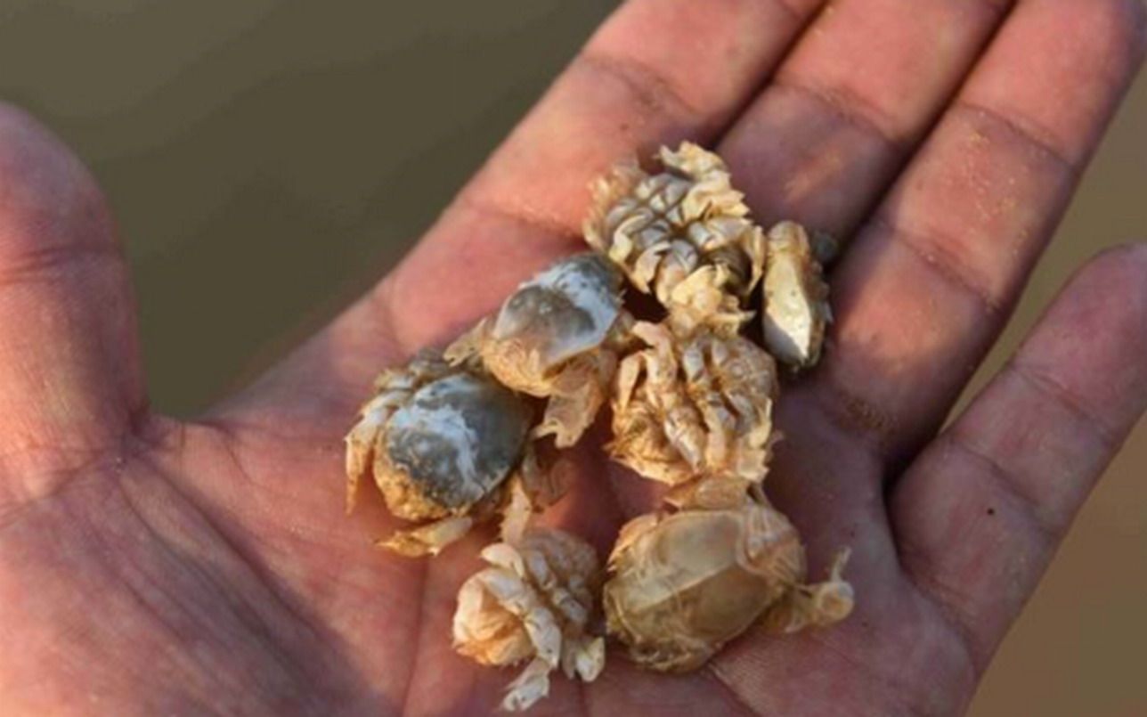 海知了又名海知了又名海金蝉这种海鲜很少人见过味道鲜美实为珍贵海洋