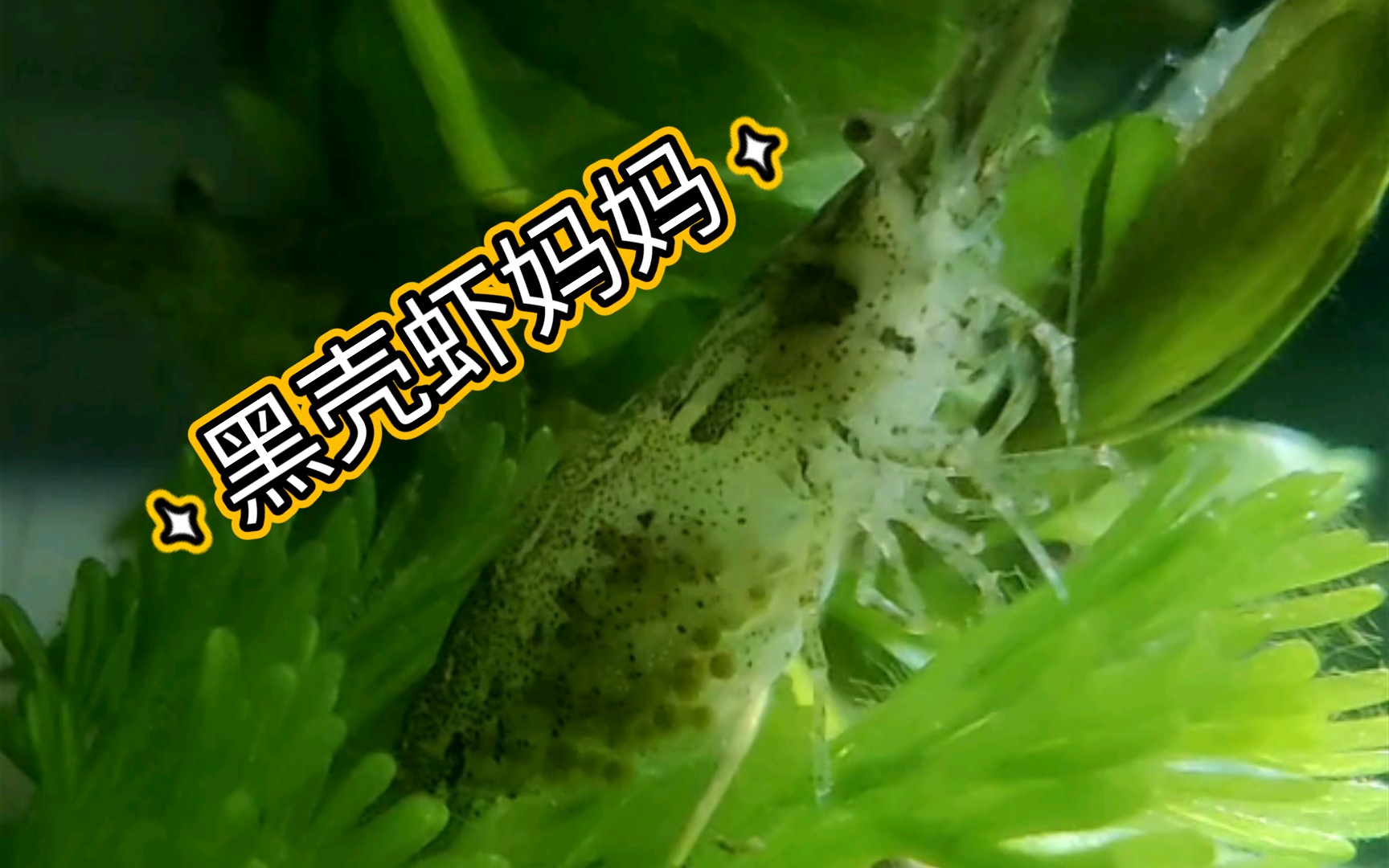 【黑壳虾抱卵】黑壳虾 抱卵 不停的摆动腹部泳肢,确保: 爱的供氧