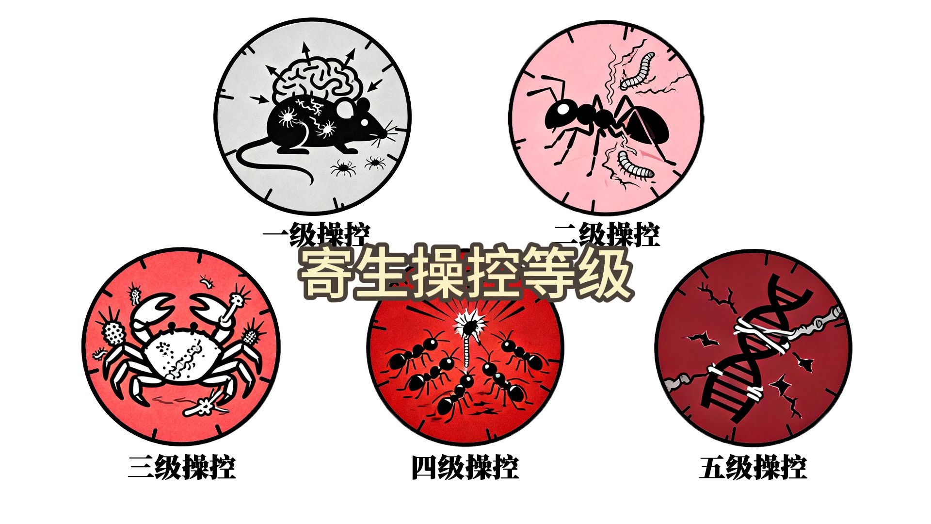 寄生操控等级解释