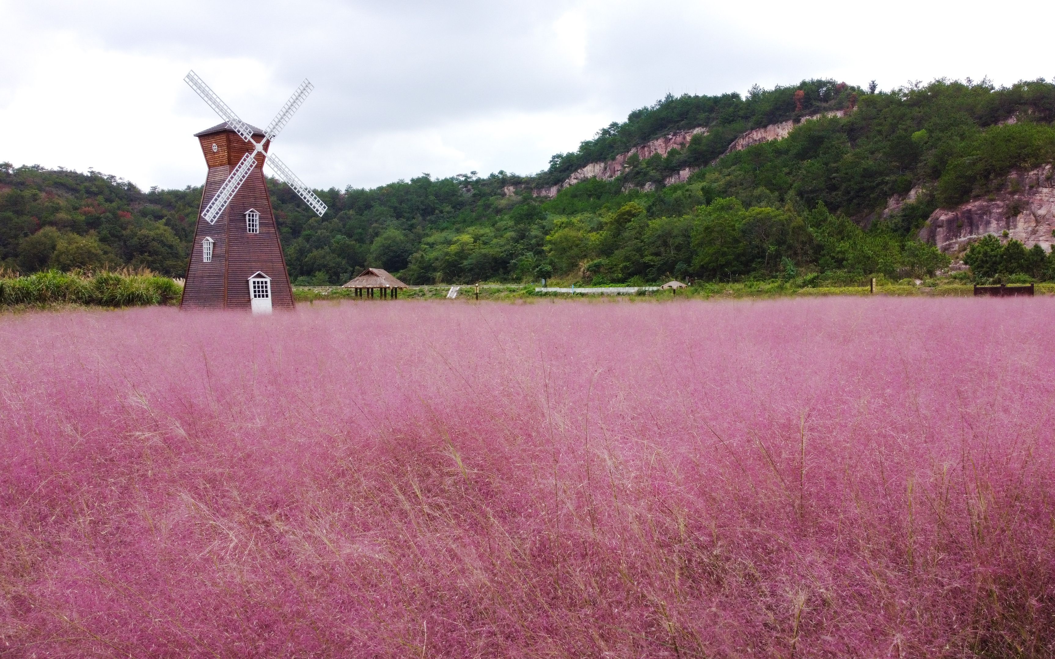 粉色海洋,但是花海