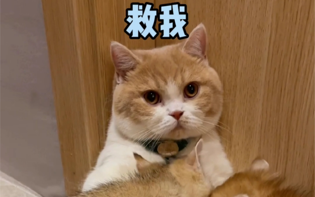 如何让小奶猫快速断奶?哔哩哔哩bilibili