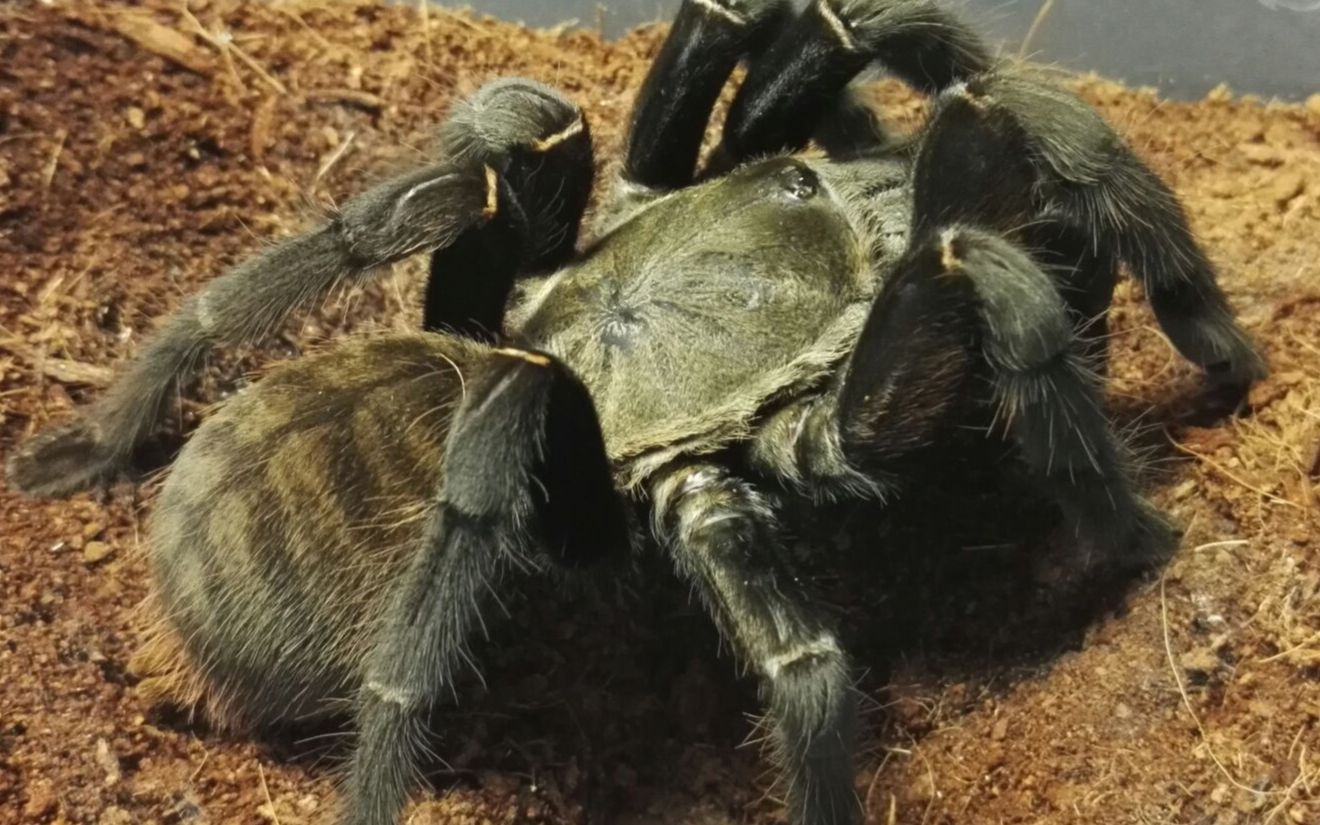 海南捕鸟蛛幼体苗子洞穴里扑食樱桃,霸气侧漏,国产骄傲海捕