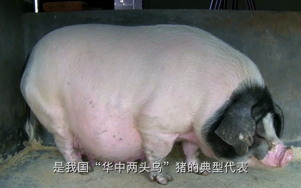 沙子岭猪介绍哔哩哔哩bilibili