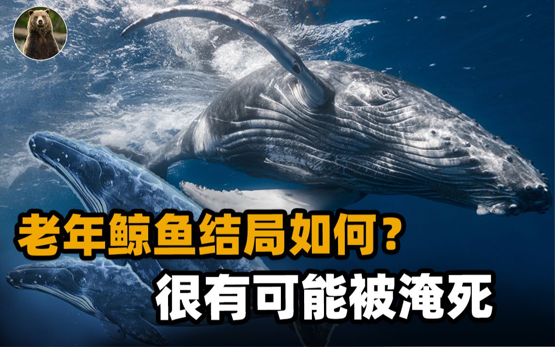 鲸落有多浪漫，鲸鱼的死亡就有多残忍！鲸鱼竟然不会正常死亡？