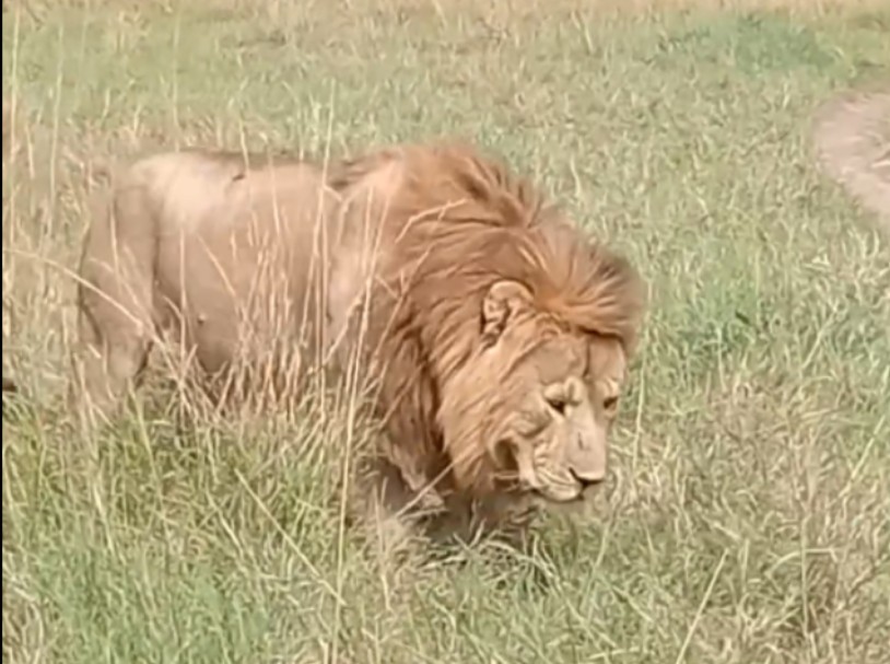 壁纸 动物 狮子 桌面 814_607