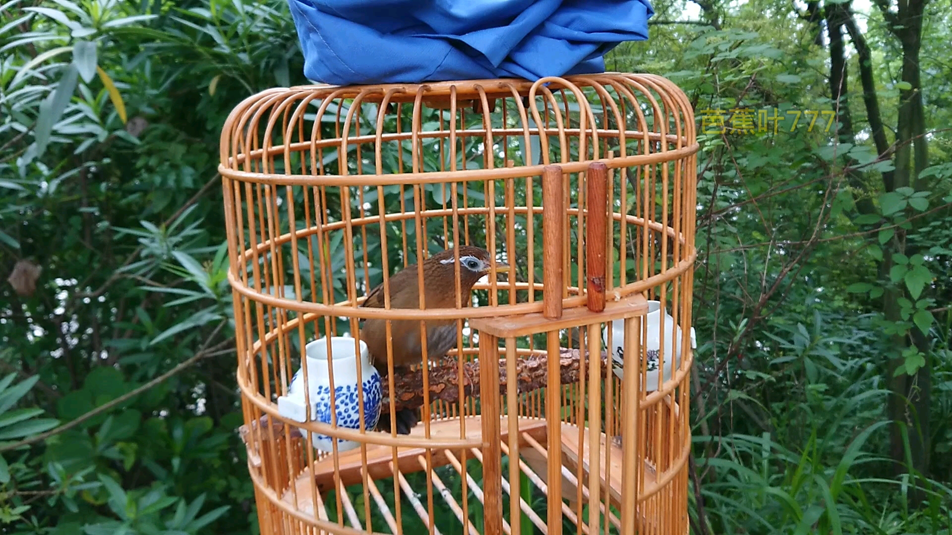 极善鸣叫,经典葫芦身,口齿伶俐的画眉鸟儿