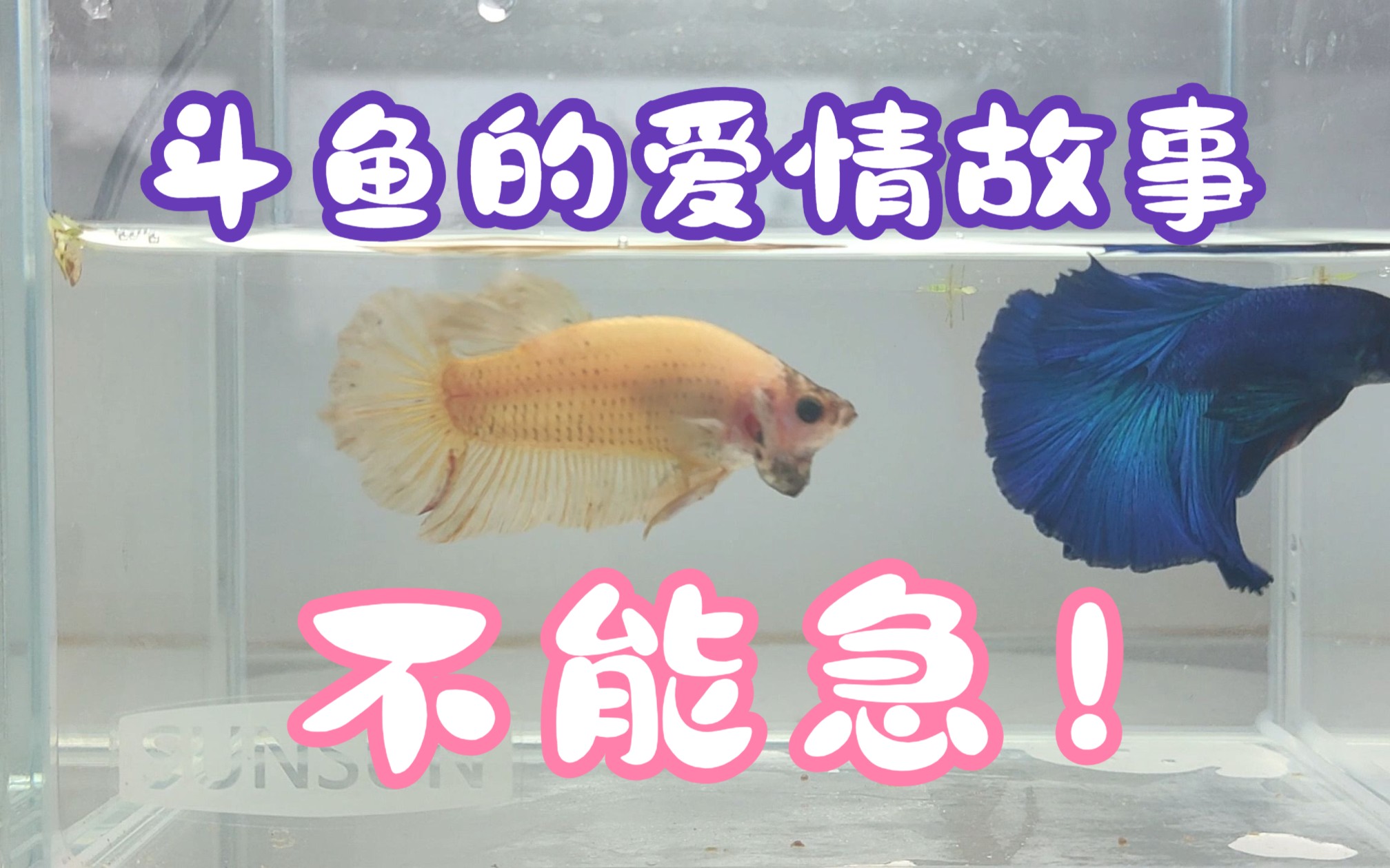 是我太心急了,想促成一段姻缘,看来斗鱼的爱情还是要慢慢来.