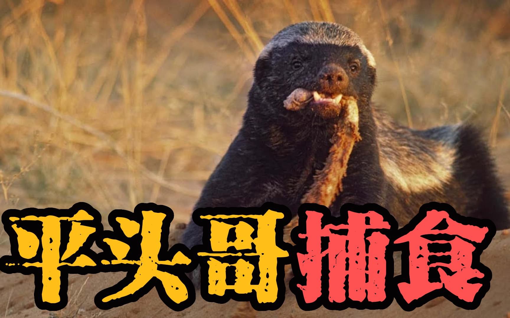 无所畏惧的蜜獾,平头哥捕食的12个精彩瞬间