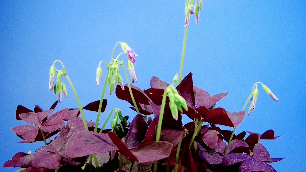 【原创】【延时摄影】每天来看一朵花开/紫叶三角酢浆草哔哩哔哩bilibili