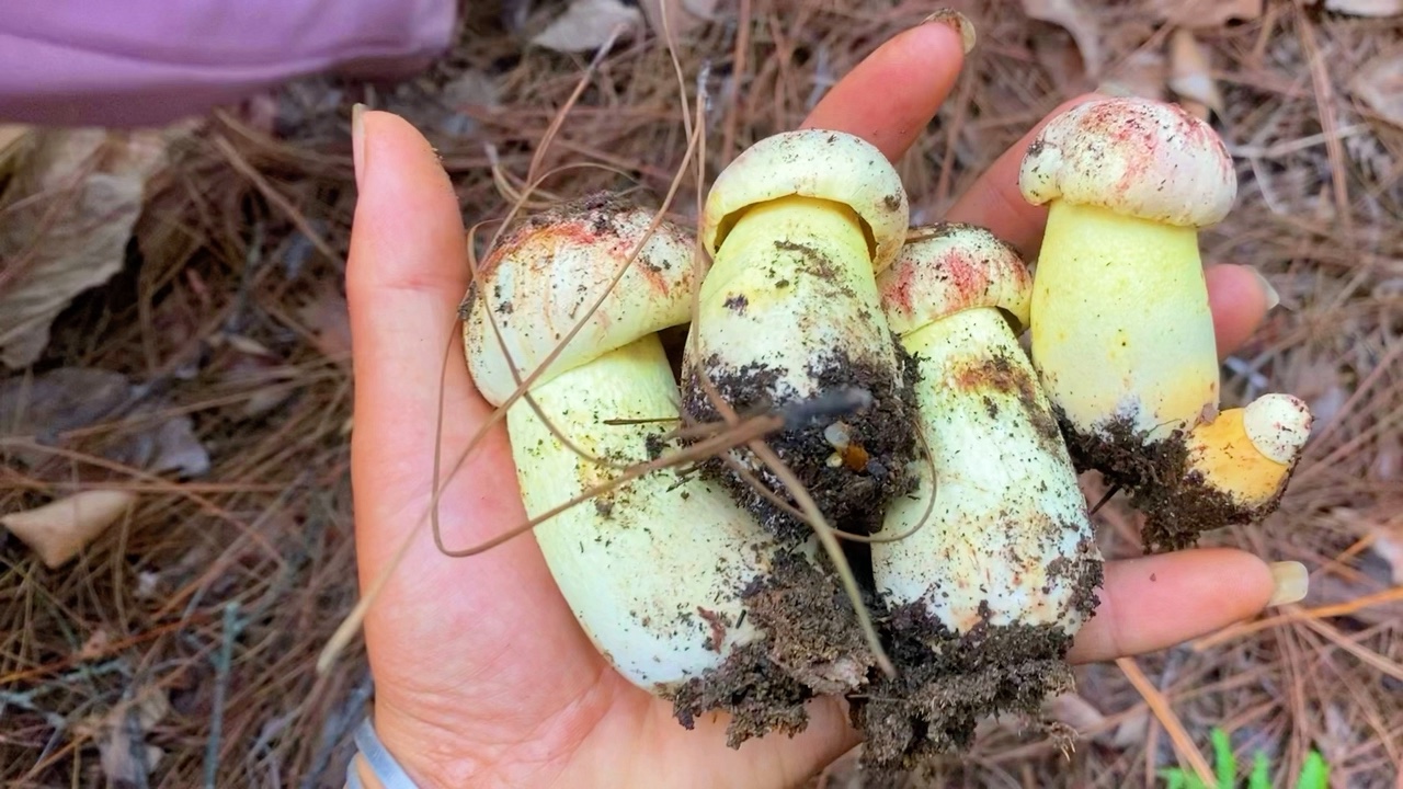今天和老妈上山,白葱菌一朵接着一朵捡,真过瘾!