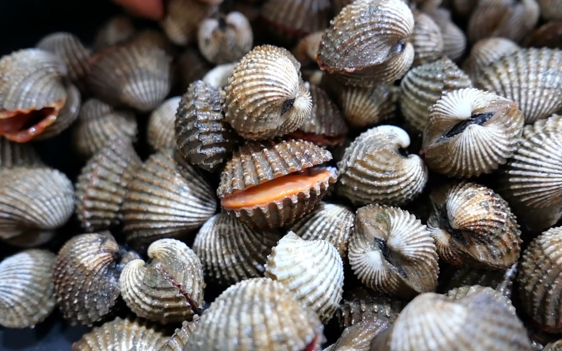 【韩国街边美食】泰国血蛤 曼谷 海鲜 泰国