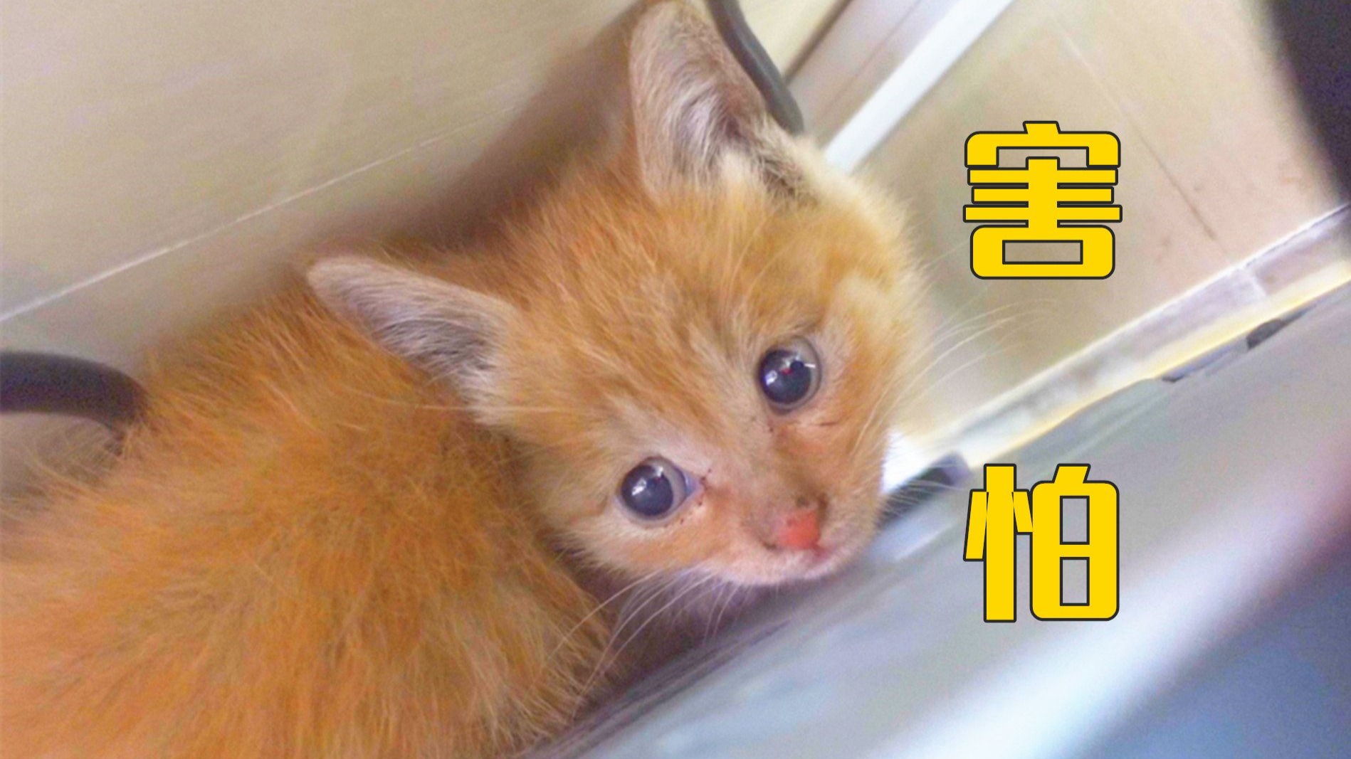停车场捡来的流浪猫,被我妈养得如此肥美-萌猫宝哥哥-萌猫宝哥哥-哔哩哔哩视频