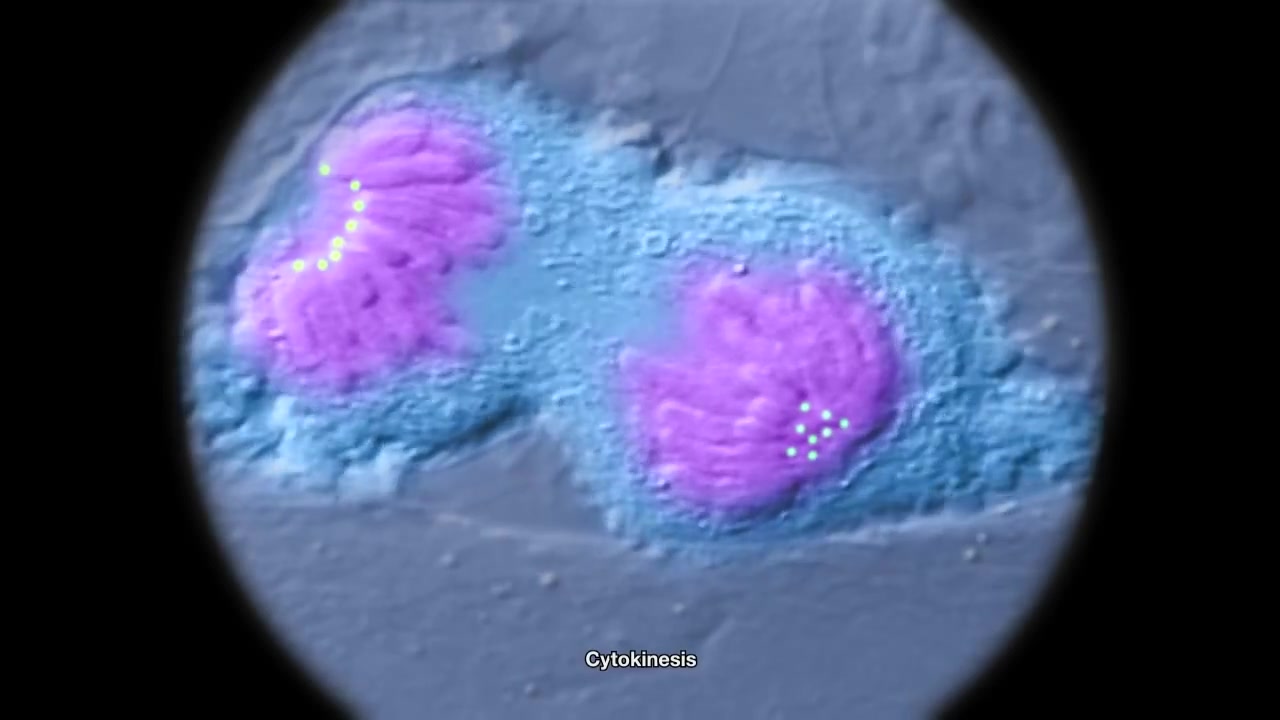 【生物小短片】高中生物 染色体和着丝点Chromosome and Kinetochore哔哩哔哩bilibili