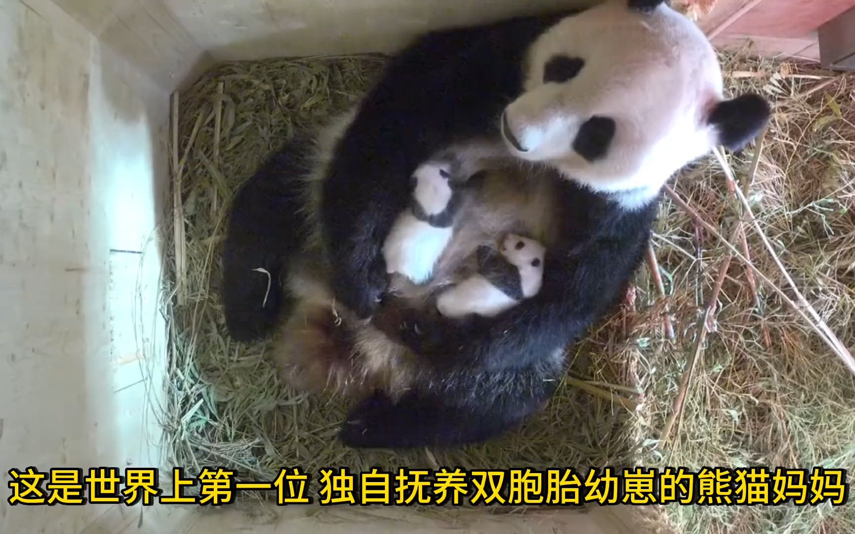 带双胞胎的大熊猫阳阳